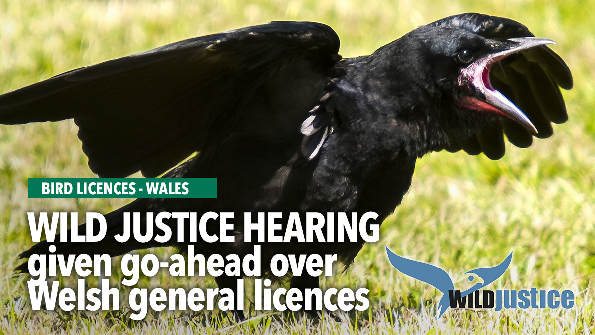 wild-justice-legal-hearing-go-ahead-wales icon wild-justice-legal-hearing-go-ahead-wales icon